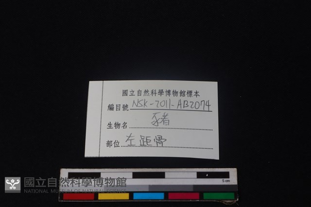 豬骨藏品圖，第3張
