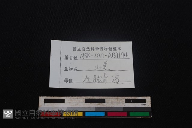 山羌骨藏品圖，第3張