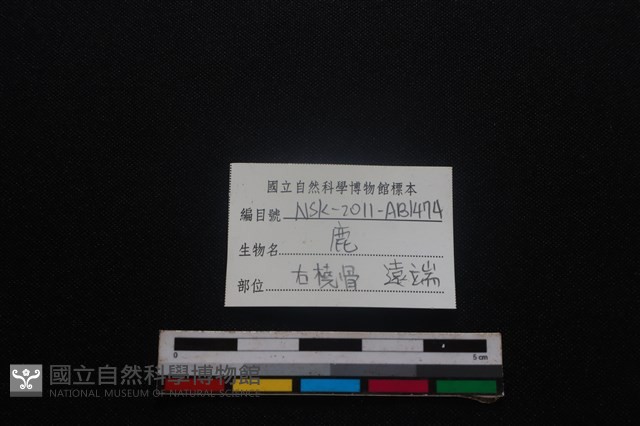 梅花鹿骨藏品圖，第3張