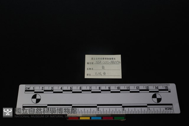 梅花鹿骨藏品圖，第3張