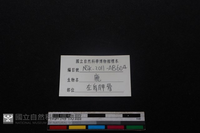 梅花鹿骨藏品圖，第3張
