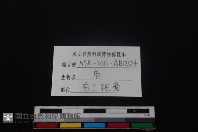 梅花鹿骨藏品圖，第3張