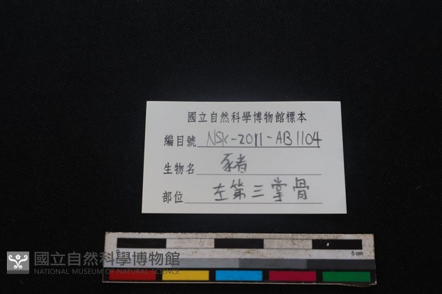 豬骨藏品圖，第3張