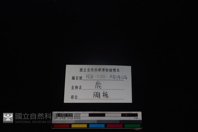 梅花鹿骨藏品圖，第3張