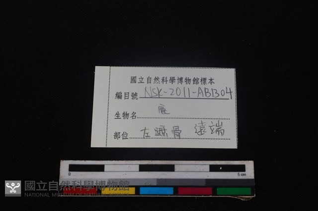 梅花鹿骨藏品圖，第3張