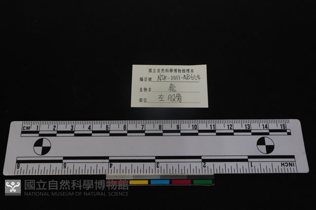 梅花鹿骨藏品圖，第3張