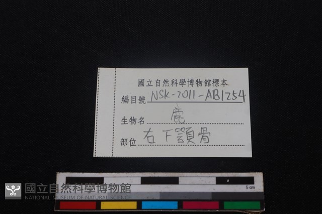 梅花鹿骨藏品圖，第3張