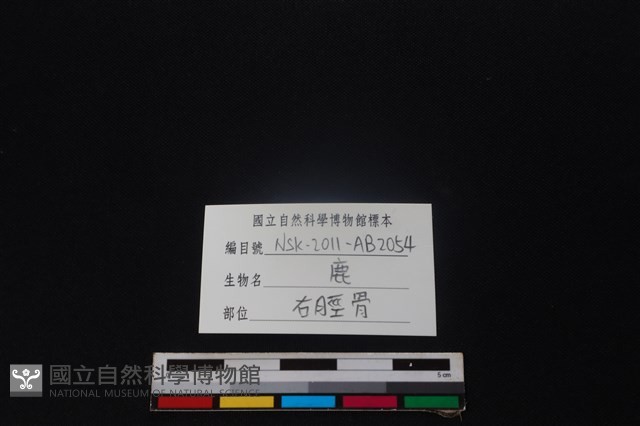 梅花鹿骨藏品圖，第3張