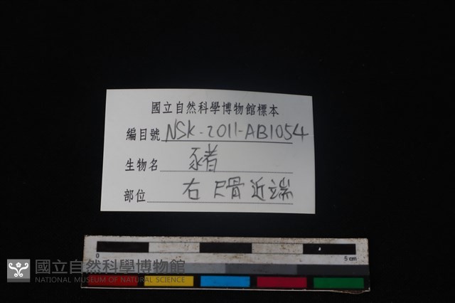 豬骨藏品圖，第3張