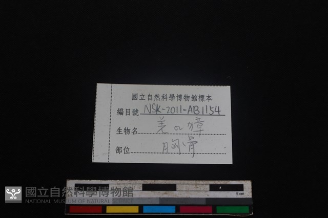 鹿科骨藏品圖，第3張