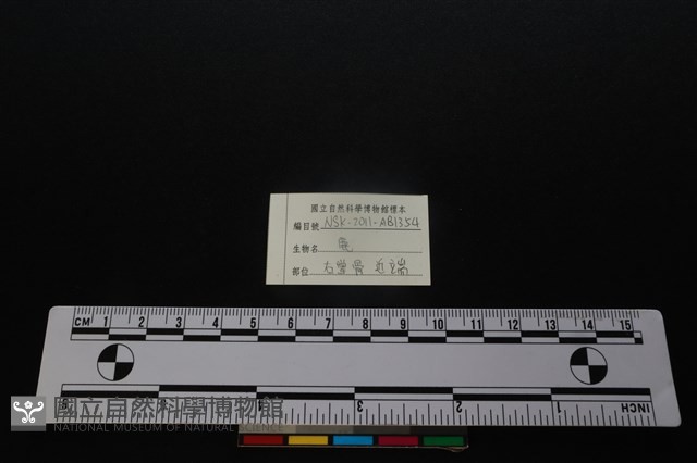 梅花鹿骨藏品圖，第3張