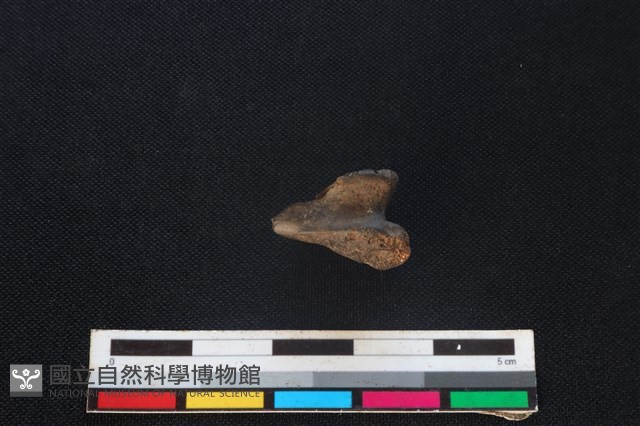 藍腹鷴骨藏品圖，第3張