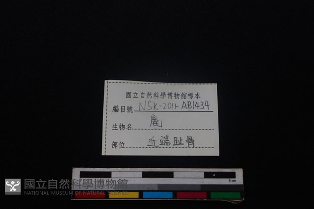梅花鹿骨藏品圖，第3張