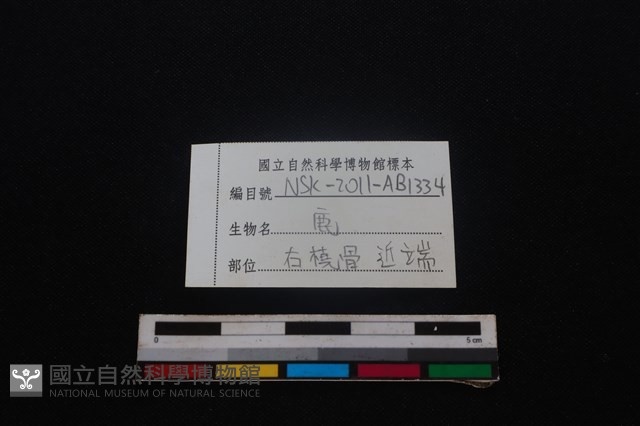 梅花鹿骨藏品圖，第3張
