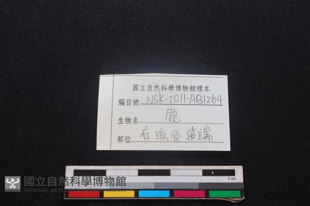 梅花鹿骨藏品圖，第3張