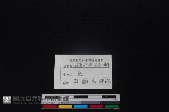 梅花鹿骨藏品圖，第3張