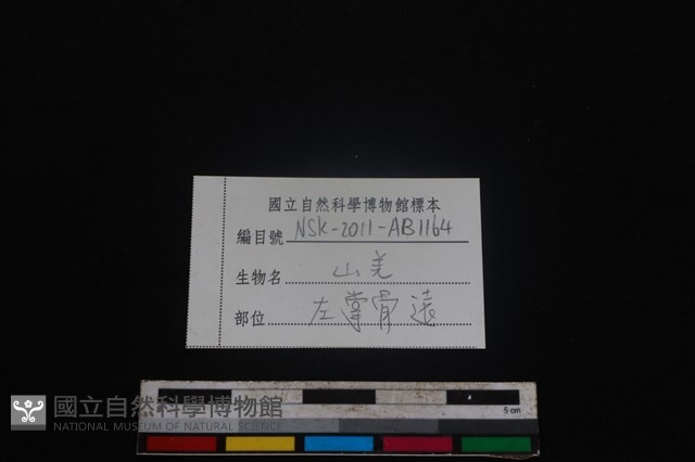 山羌骨藏品圖，第3張