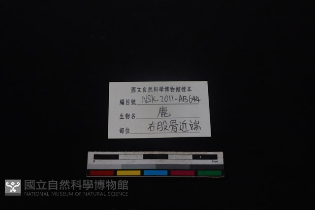 梅花鹿骨藏品圖，第3張