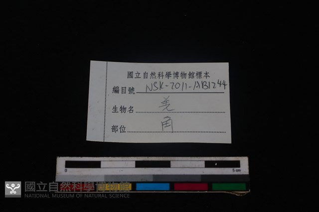 山羌骨藏品圖，第3張
