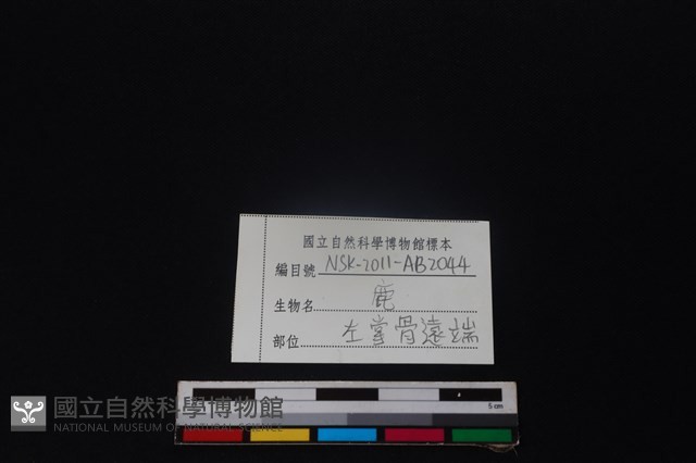 梅花鹿骨藏品圖，第3張