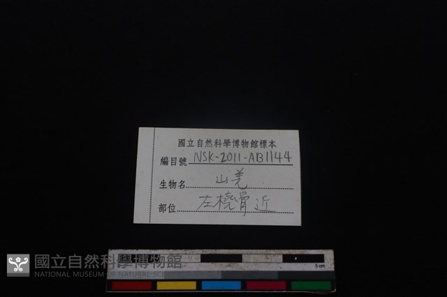 山羌骨藏品圖，第3張