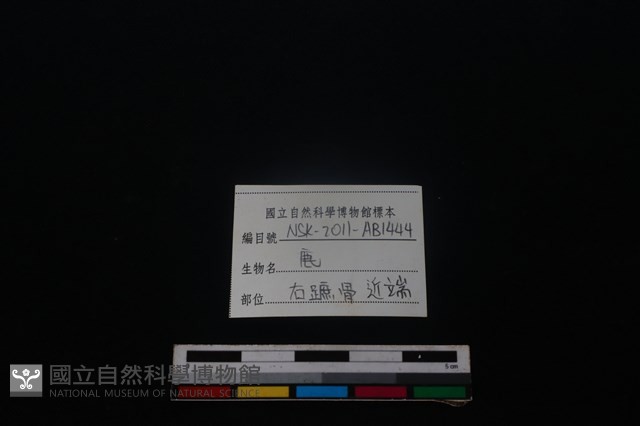 梅花鹿骨藏品圖，第3張