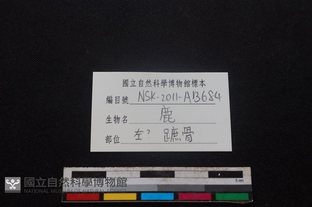 梅花鹿骨藏品圖，第3張