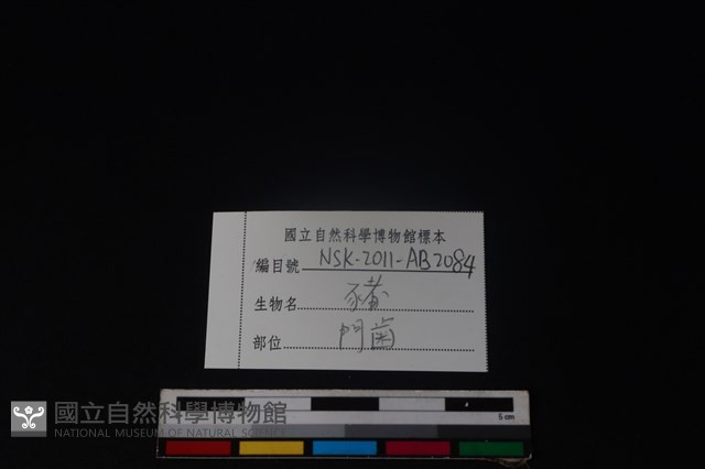 豬骨藏品圖，第3張