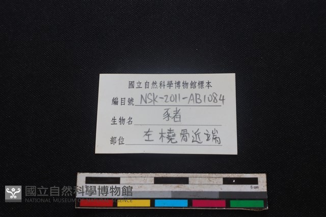 豬骨藏品圖，第3張