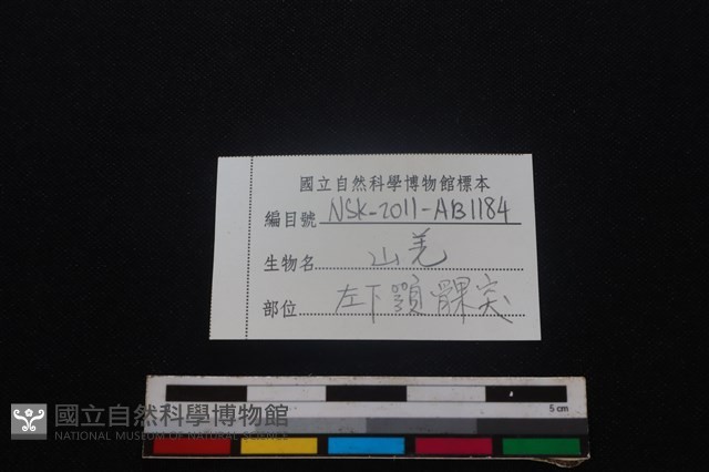 山羌骨藏品圖，第3張