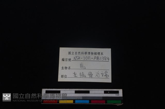 梅花鹿骨藏品圖，第3張