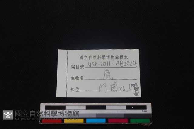 梅花鹿骨藏品圖，第3張