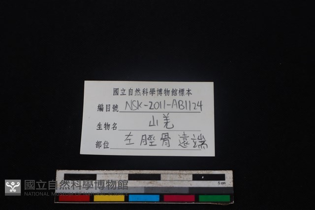 山羌骨藏品圖，第3張