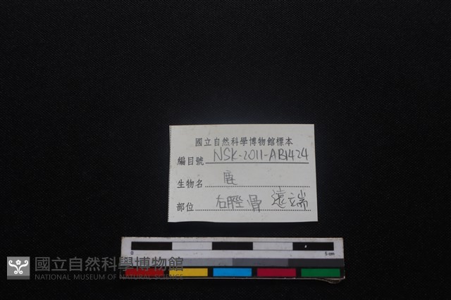 梅花鹿骨藏品圖，第3張