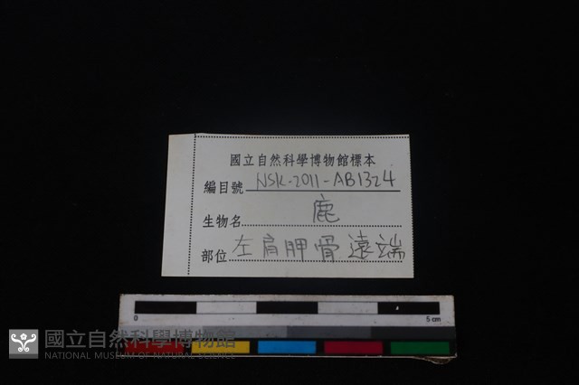 梅花鹿骨藏品圖，第3張