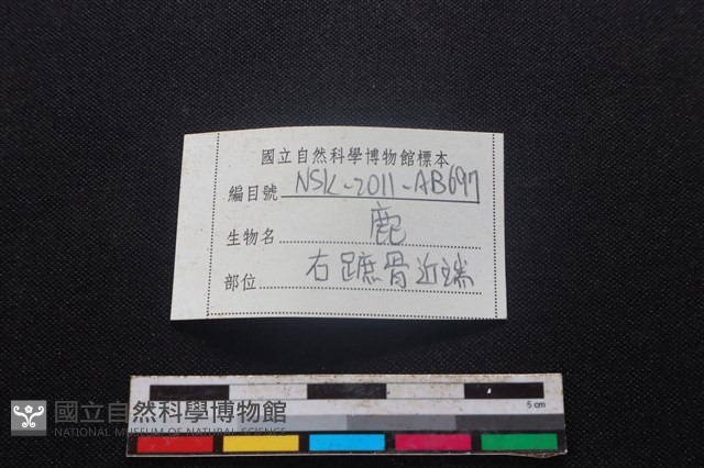 梅花鹿骨藏品圖，第3張
