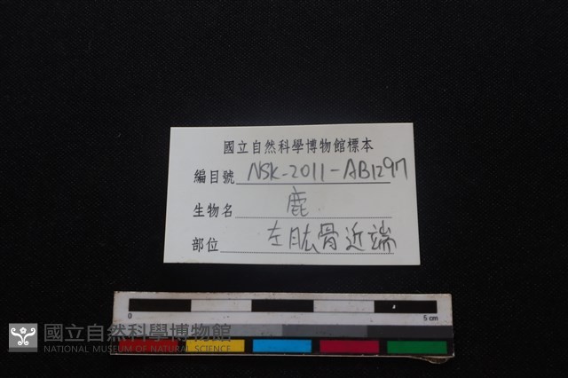 梅花鹿骨藏品圖，第3張