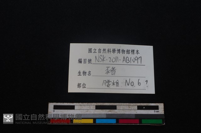 豬骨藏品圖，第3張