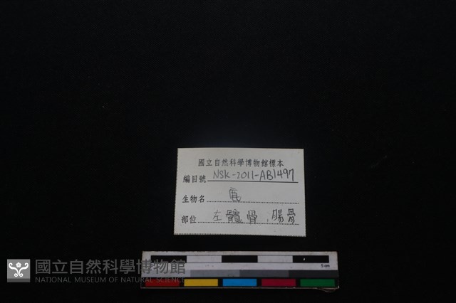 梅花鹿骨藏品圖，第3張