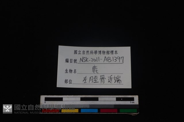 梅花鹿骨藏品圖，第3張