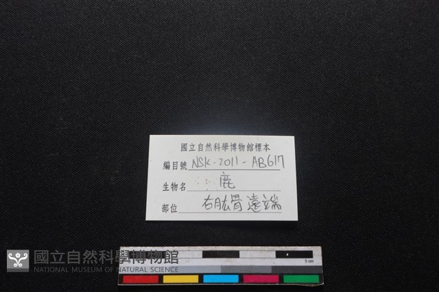 梅花鹿骨藏品圖，第3張