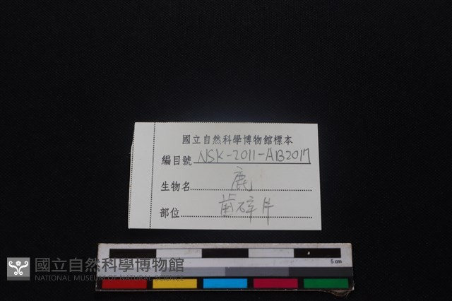 梅花鹿骨藏品圖，第3張
