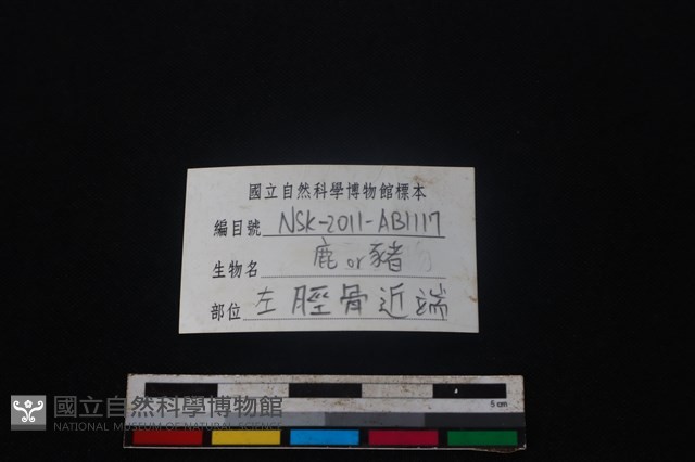 偶蹄目骨藏品圖，第3張