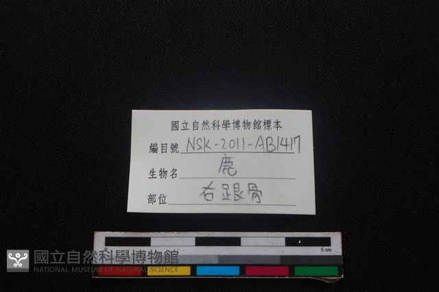 梅花鹿骨藏品圖，第3張