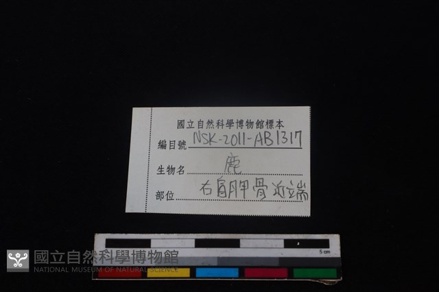 梅花鹿骨藏品圖，第3張