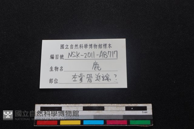 梅花鹿骨藏品圖，第3張