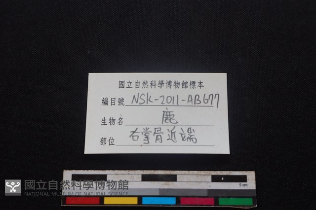 梅花鹿骨藏品圖，第3張