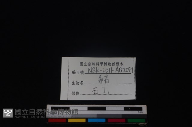 豬骨藏品圖，第3張
