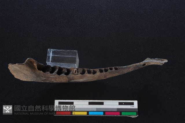 山羌骨藏品圖，第3張