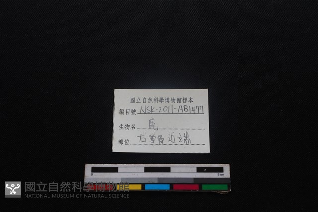 梅花鹿骨藏品圖，第3張